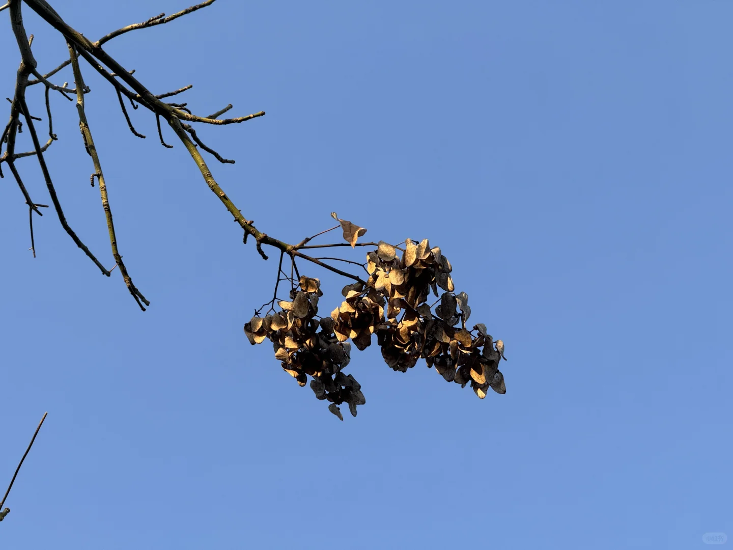 苏州的的秋马上要结束了