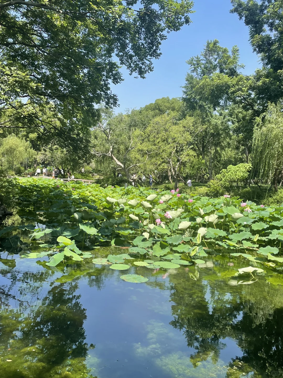 苏州，一砖一瓦一草一木