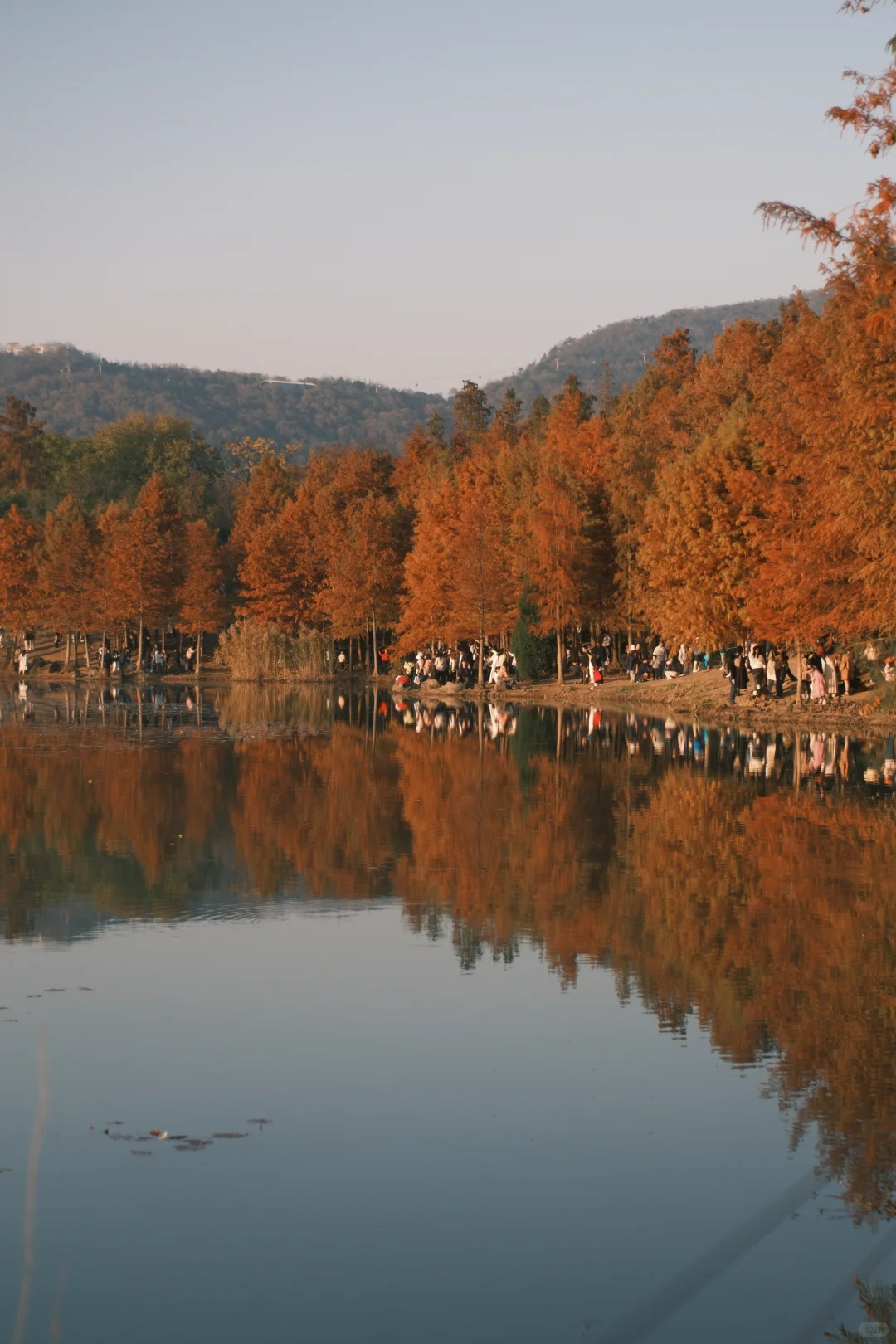 南京的秋天太絕絕子了
