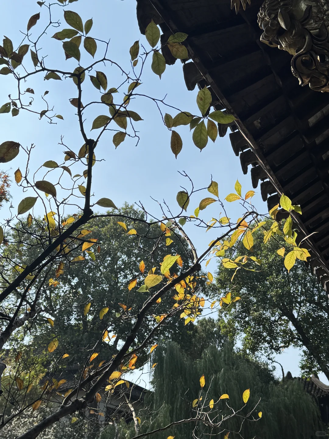 苏州的秋天鲨疯了！！😭