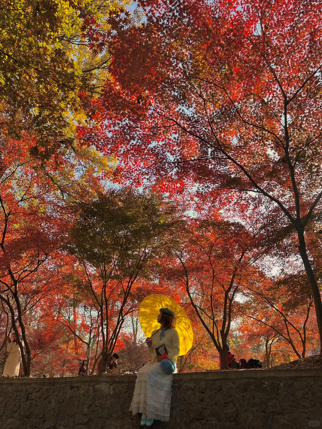 12.1实况！南京的秋天美疯了（合集附地址…