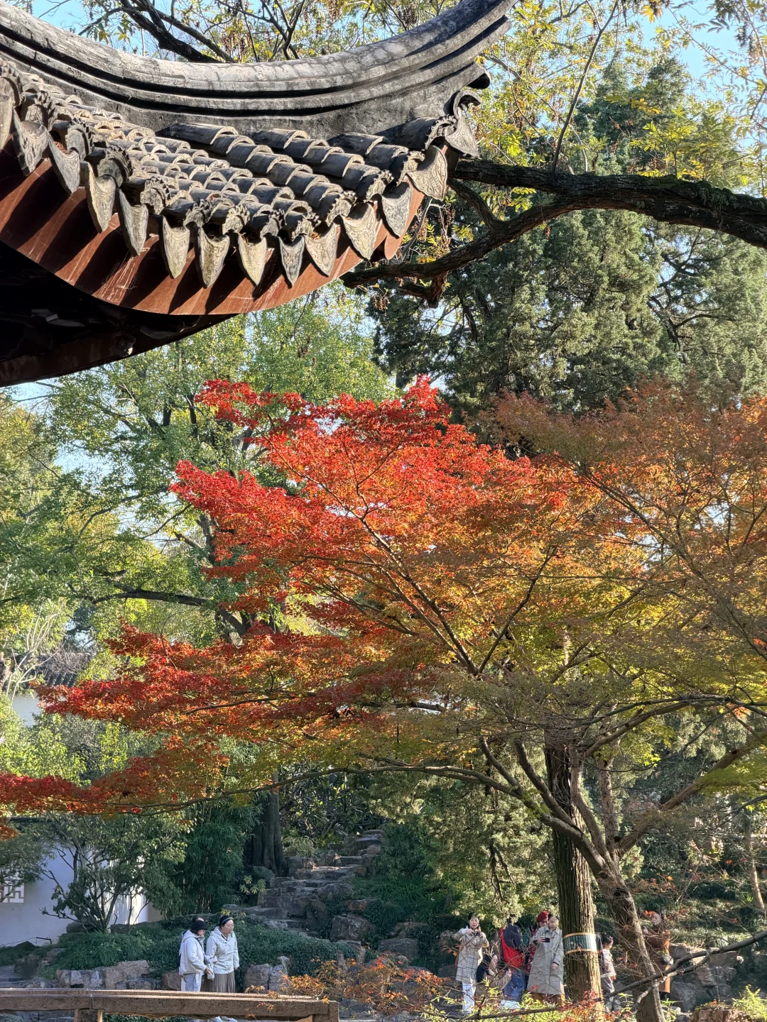 拙政园实况❗️苏州秋天的美，真的很难不爱❗️