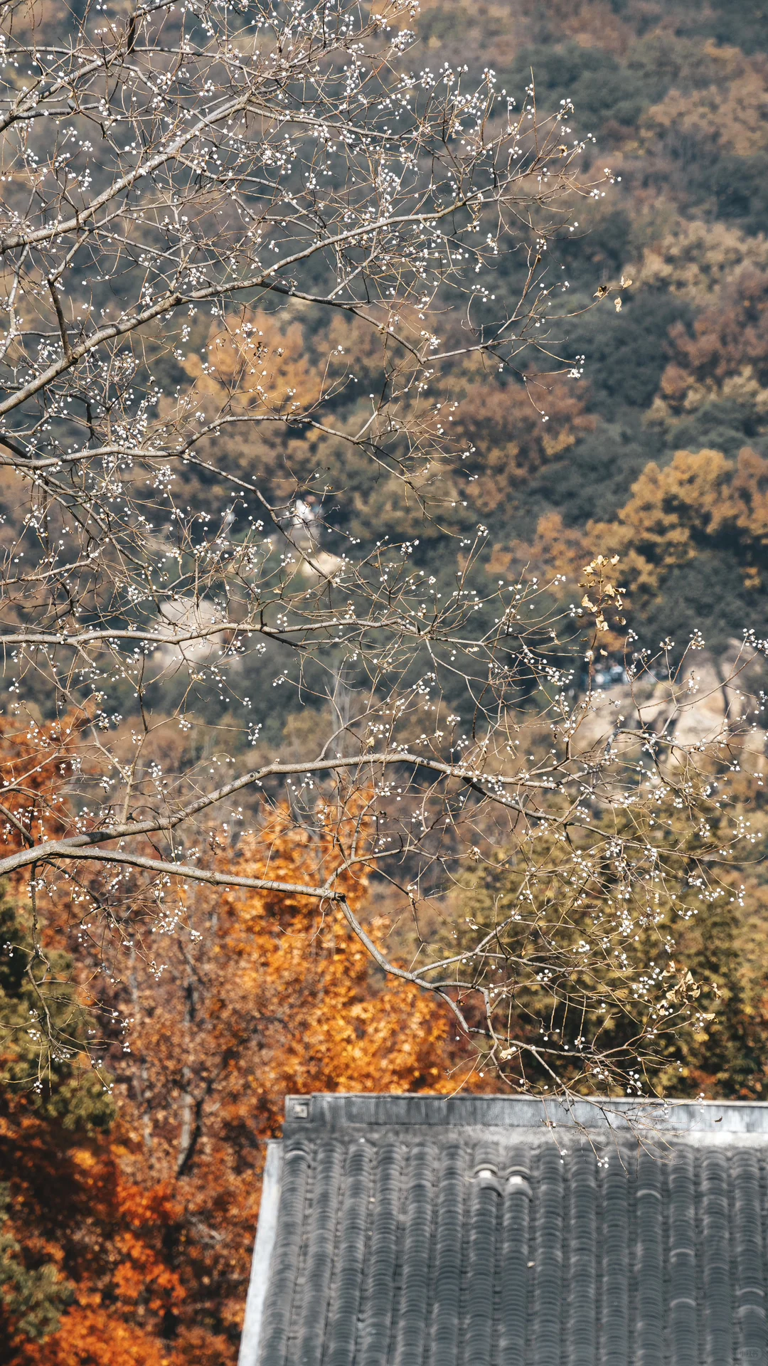 天平山，苏州色彩最丰富的秋天在这里