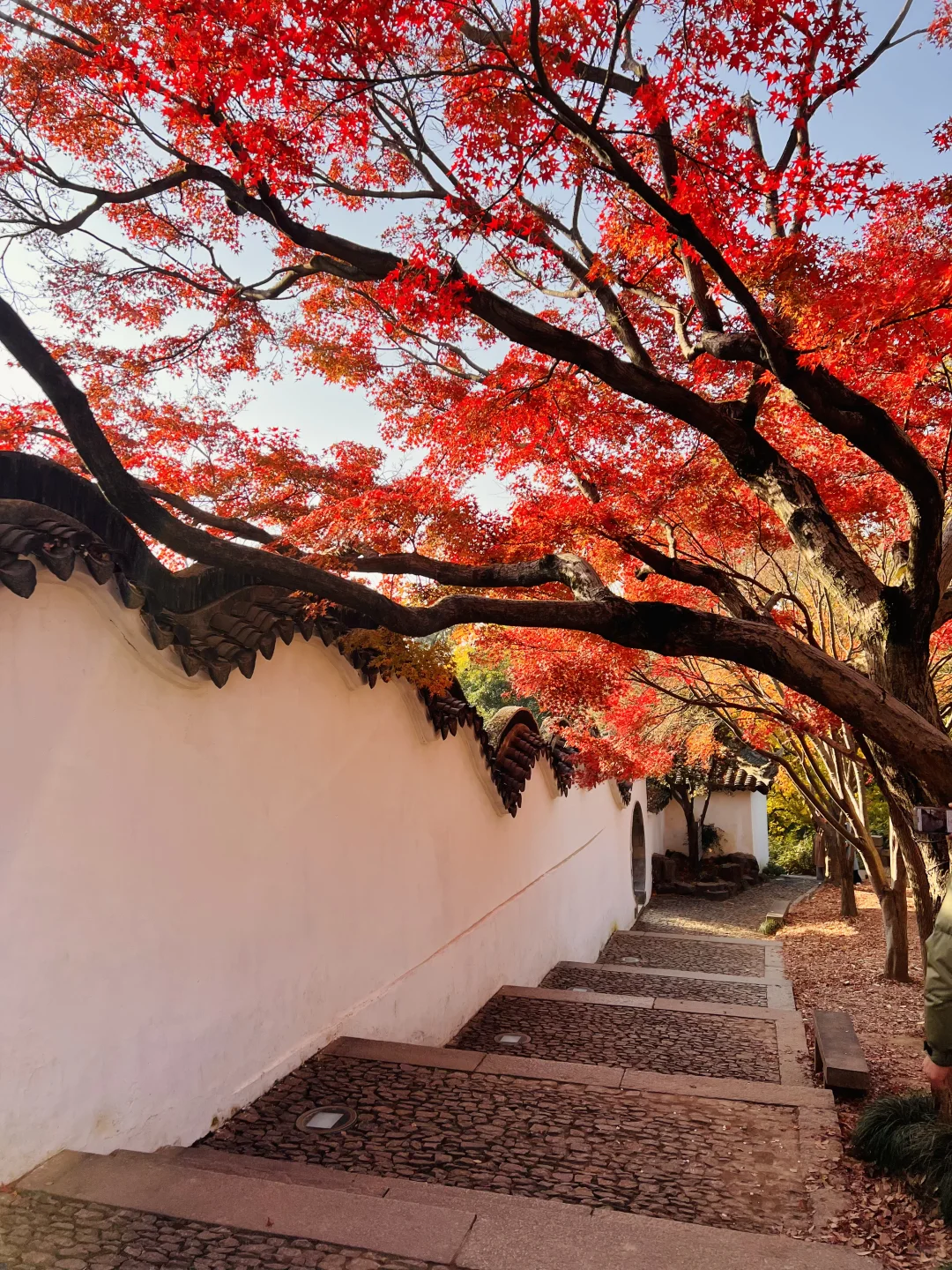 苏州的秋天即将封神 ！！！