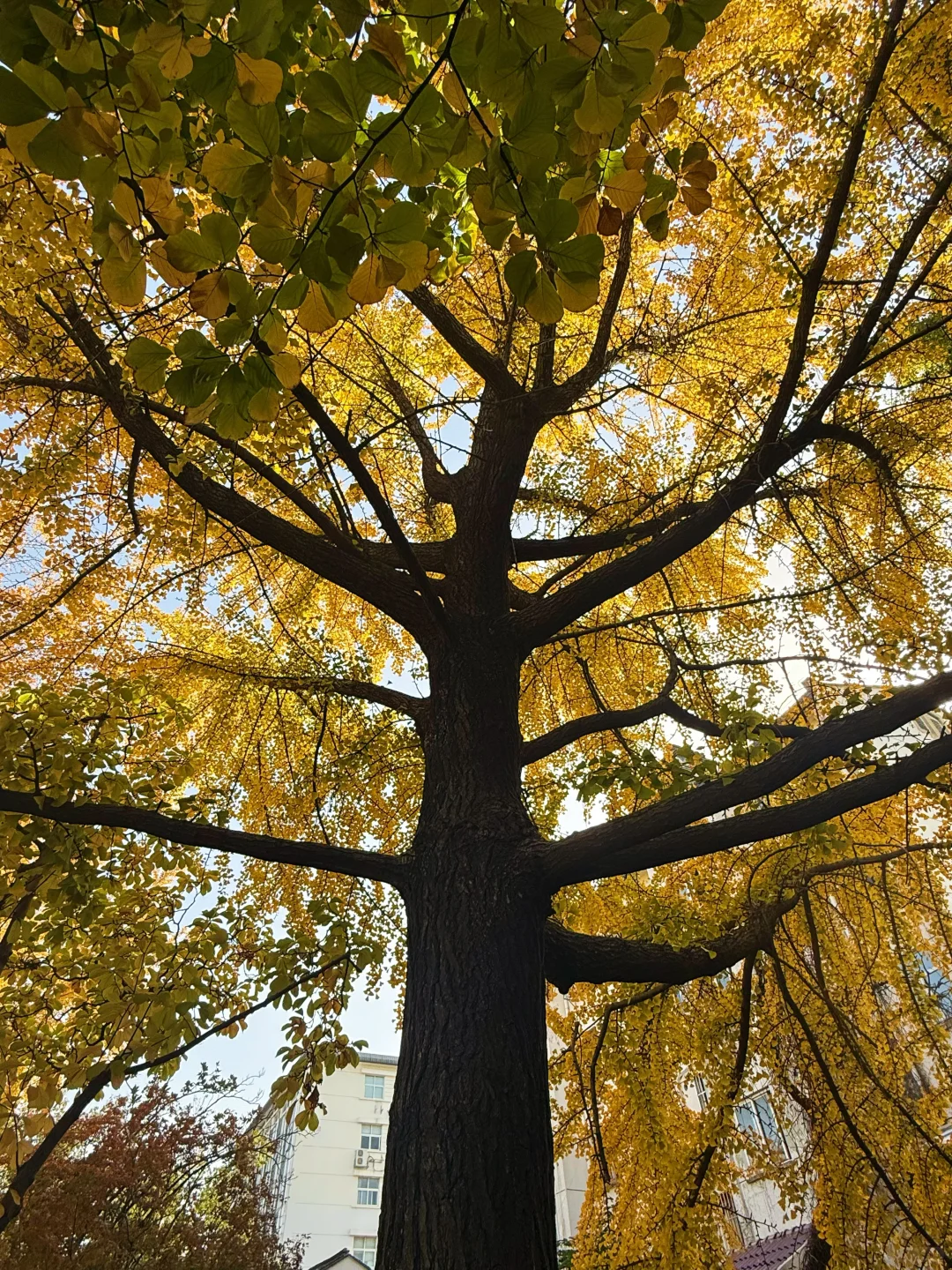 预计下周，全苏州人员都会来这里……