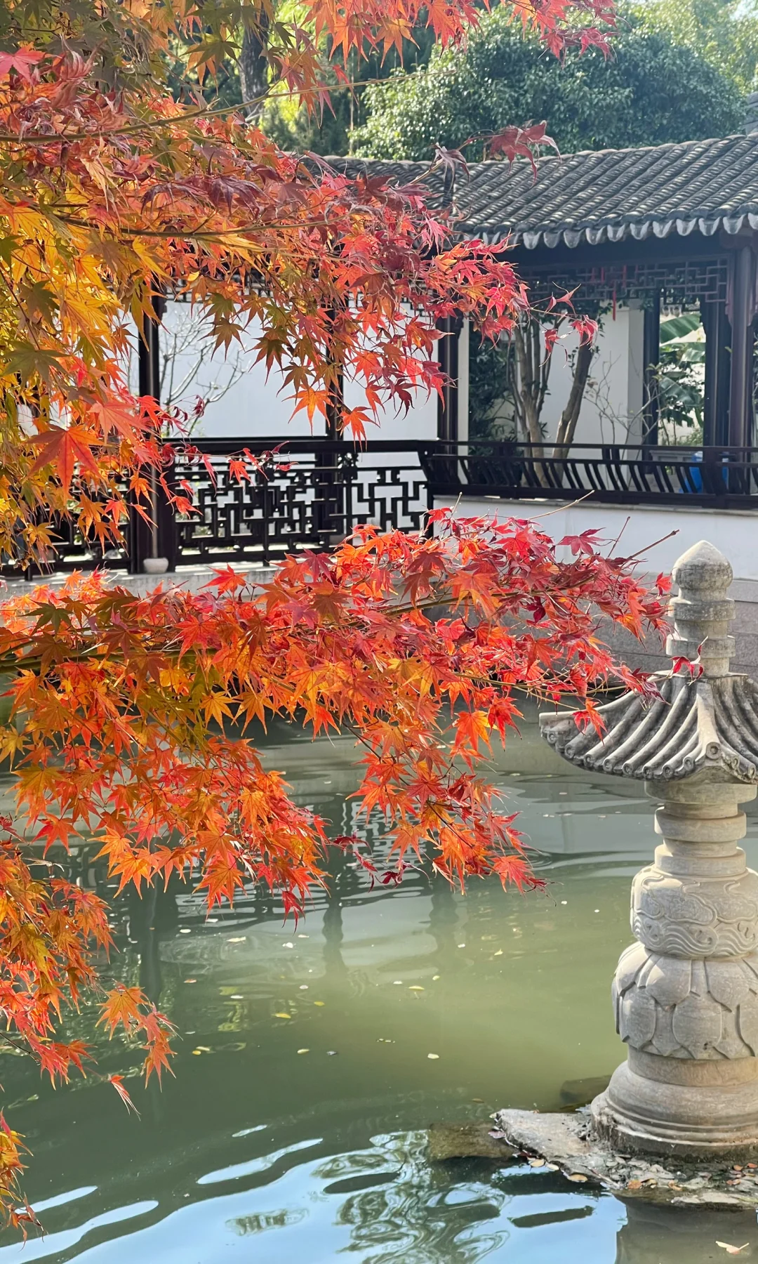 18张live图🍁告诉你苏州秋天有多美！！