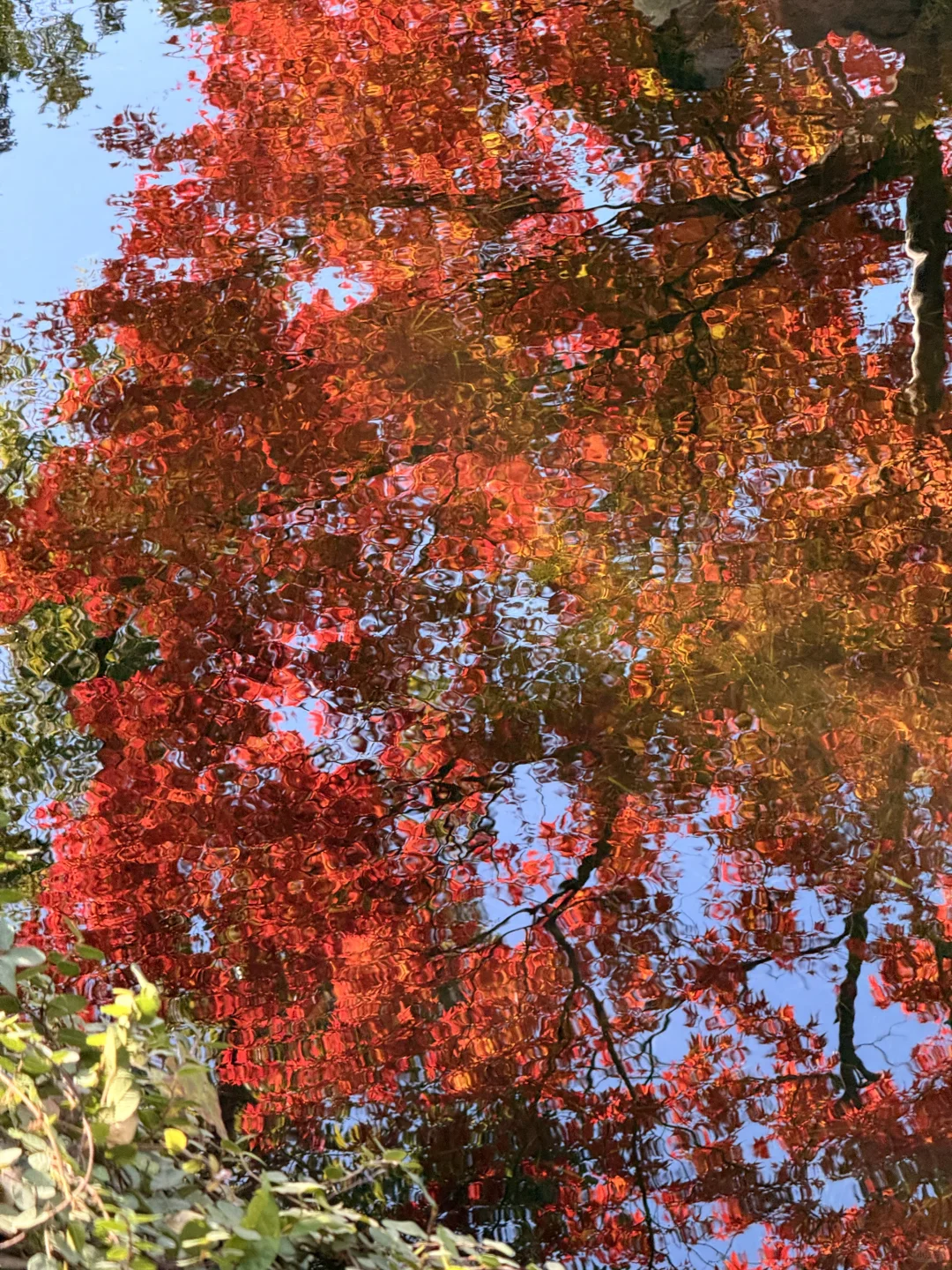 苏州最佳赏秋时间已到！！附拙政园超详细攻略