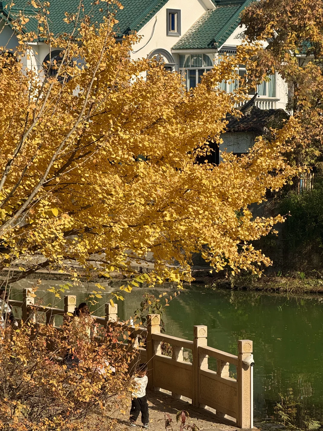 11.30实况｜虎丘秋景已经封神！！！！！🍁🍂
