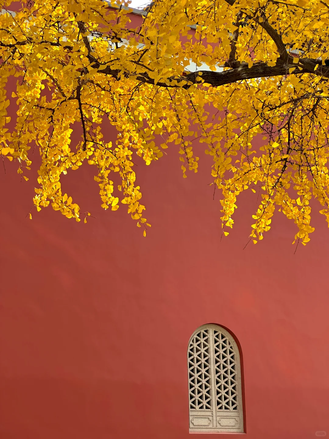 12.1实况！南京的秋天美疯了（合集附地址…