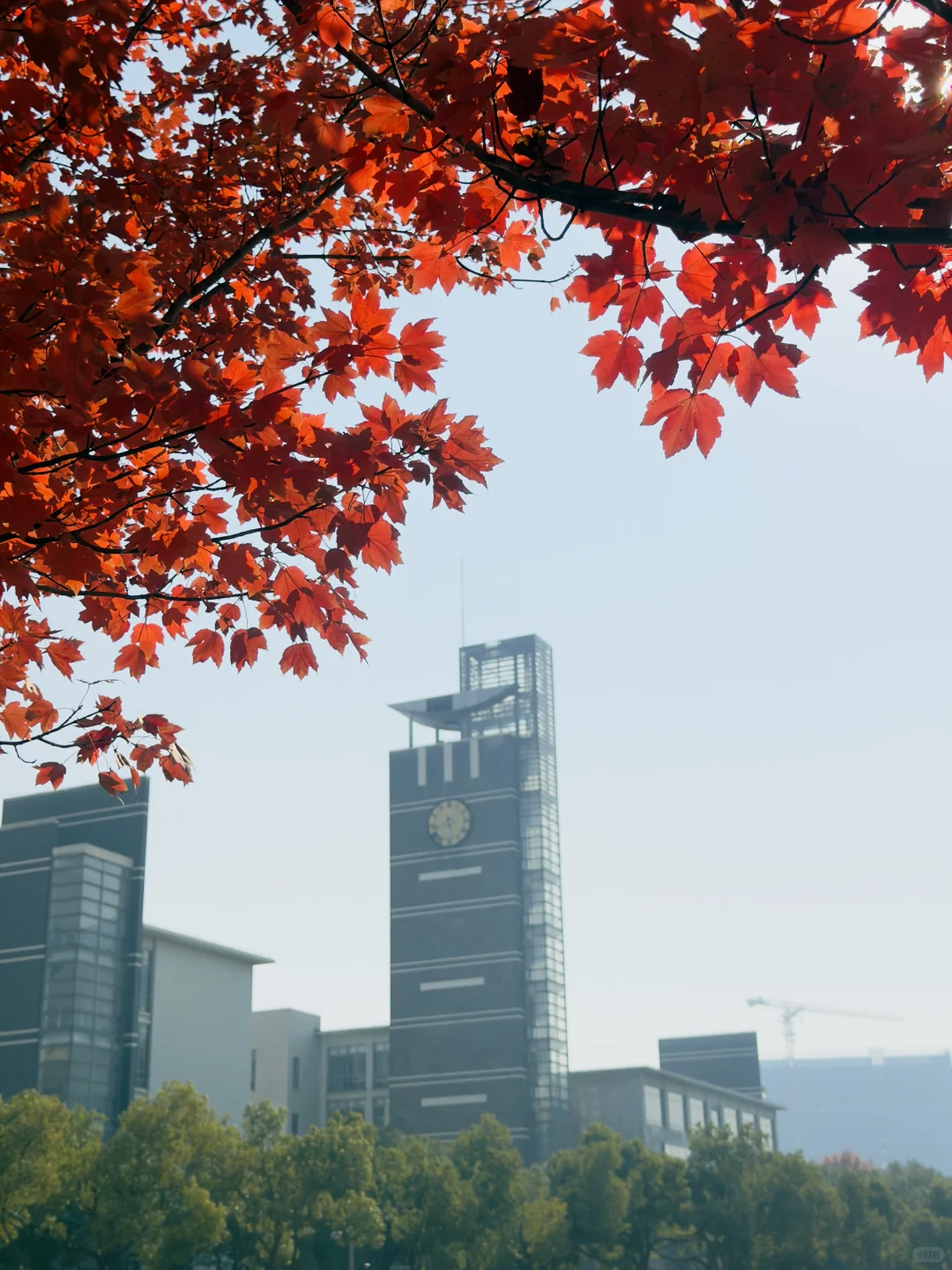 苏州大学独墅湖校区枫叶🍁大道