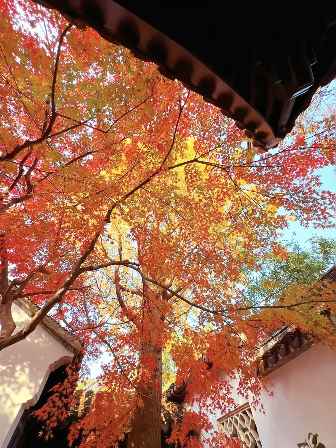 第一个发现苏州这个五彩秋景的人是个天才吧