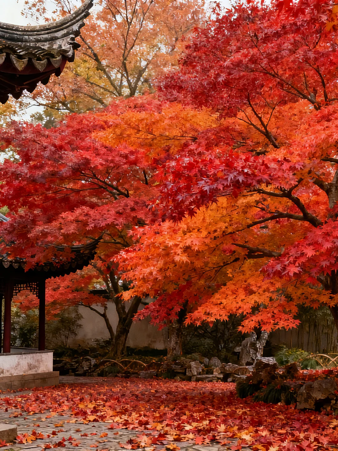 苏州红枫浓度爆表，秋色褪去火红