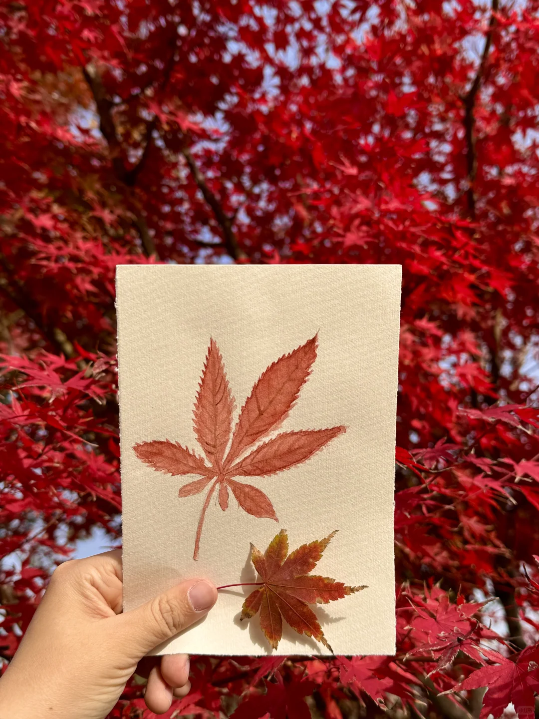 苏州园林的红枫 🍁 真的美炸了！！！