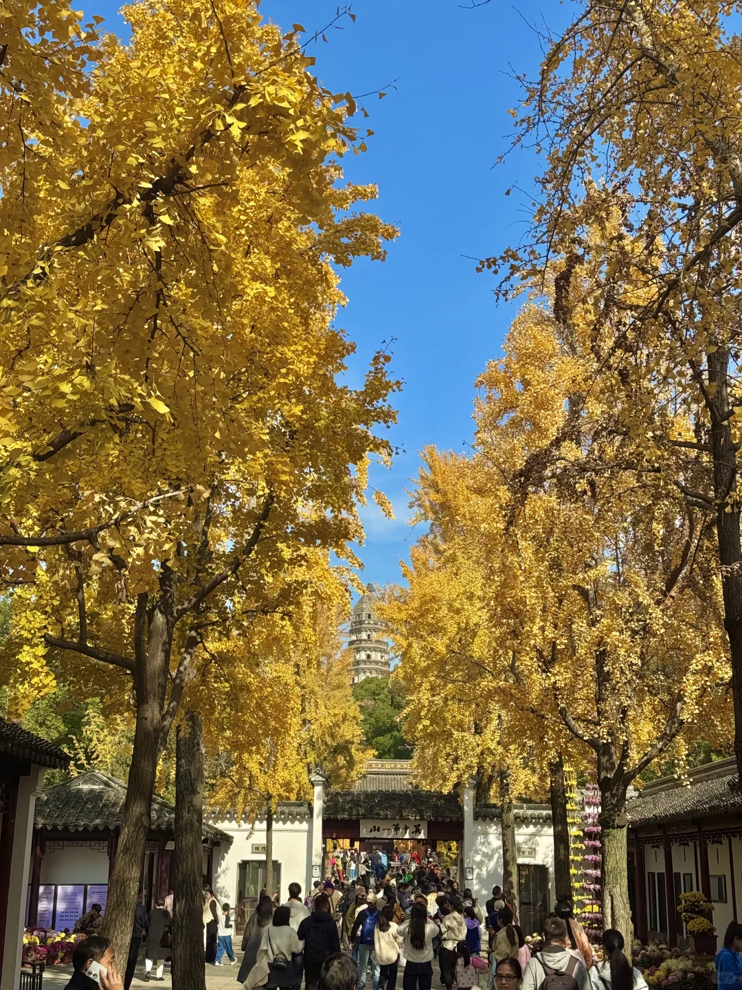 11.30实况｜虎丘秋景已经封神！！！！！🍁🍂