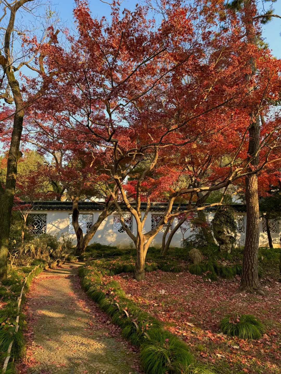 11.29live｜拙政园的秋色美疯了！！！！！🍁