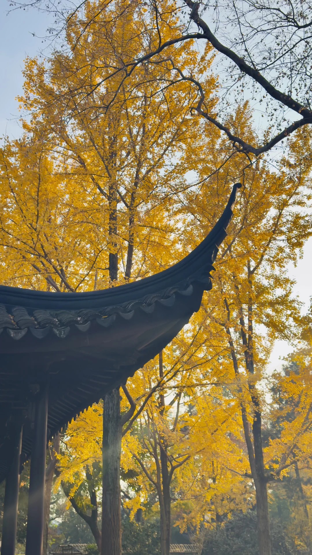 苏州的秋太美了