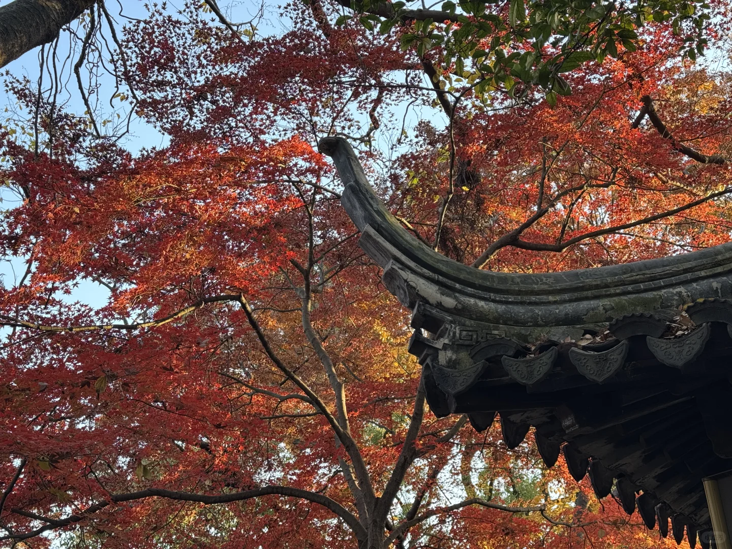 苏州的的秋马上要结束了