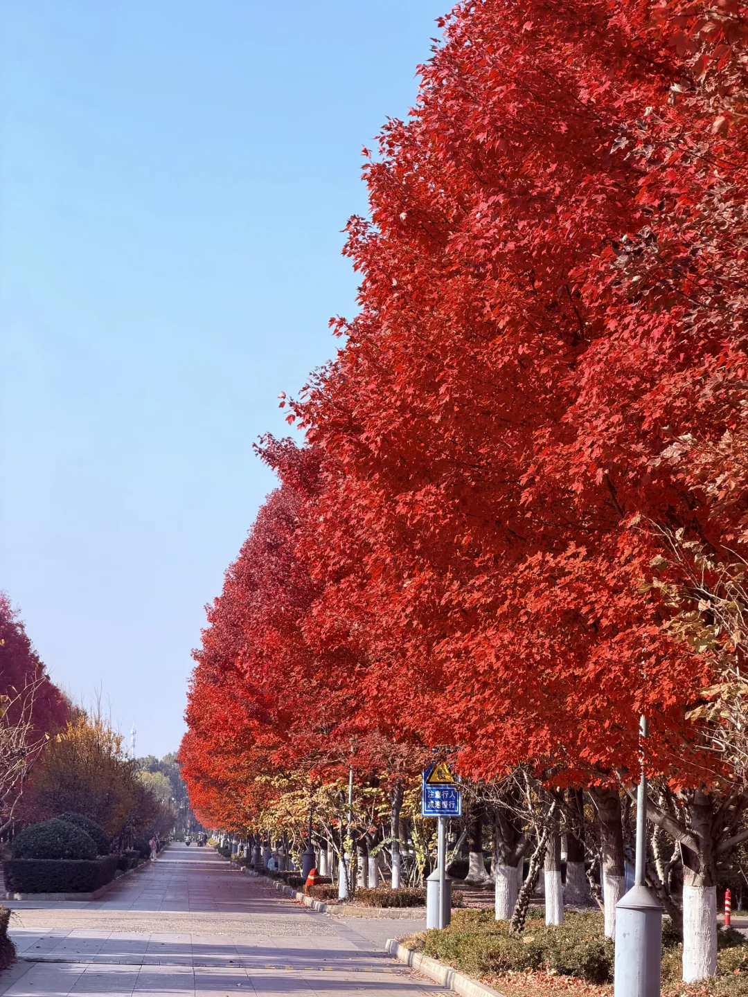 苏州大学独墅湖校区枫叶🍁大道