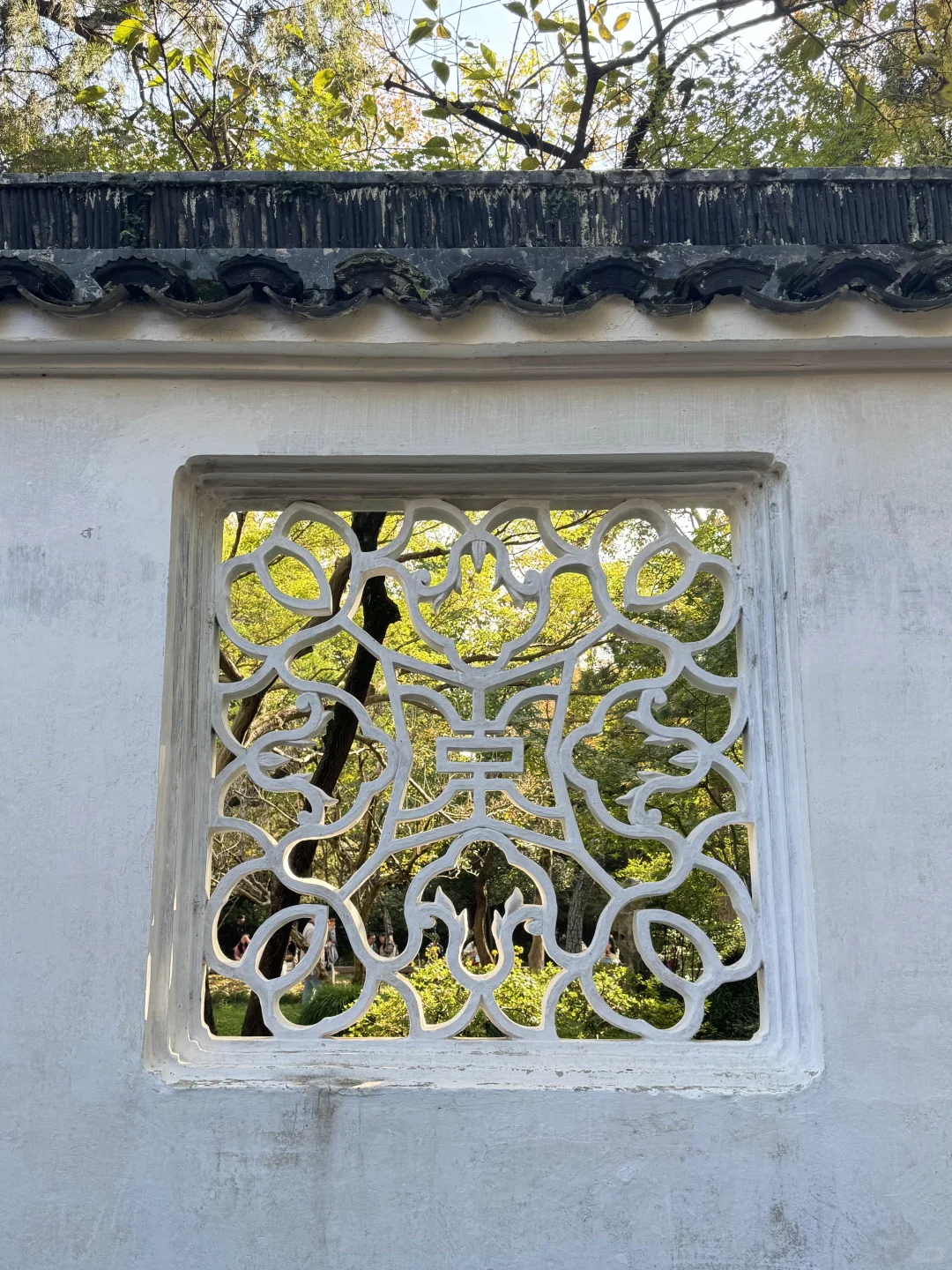 苏州的秋天鲨疯了！！😭