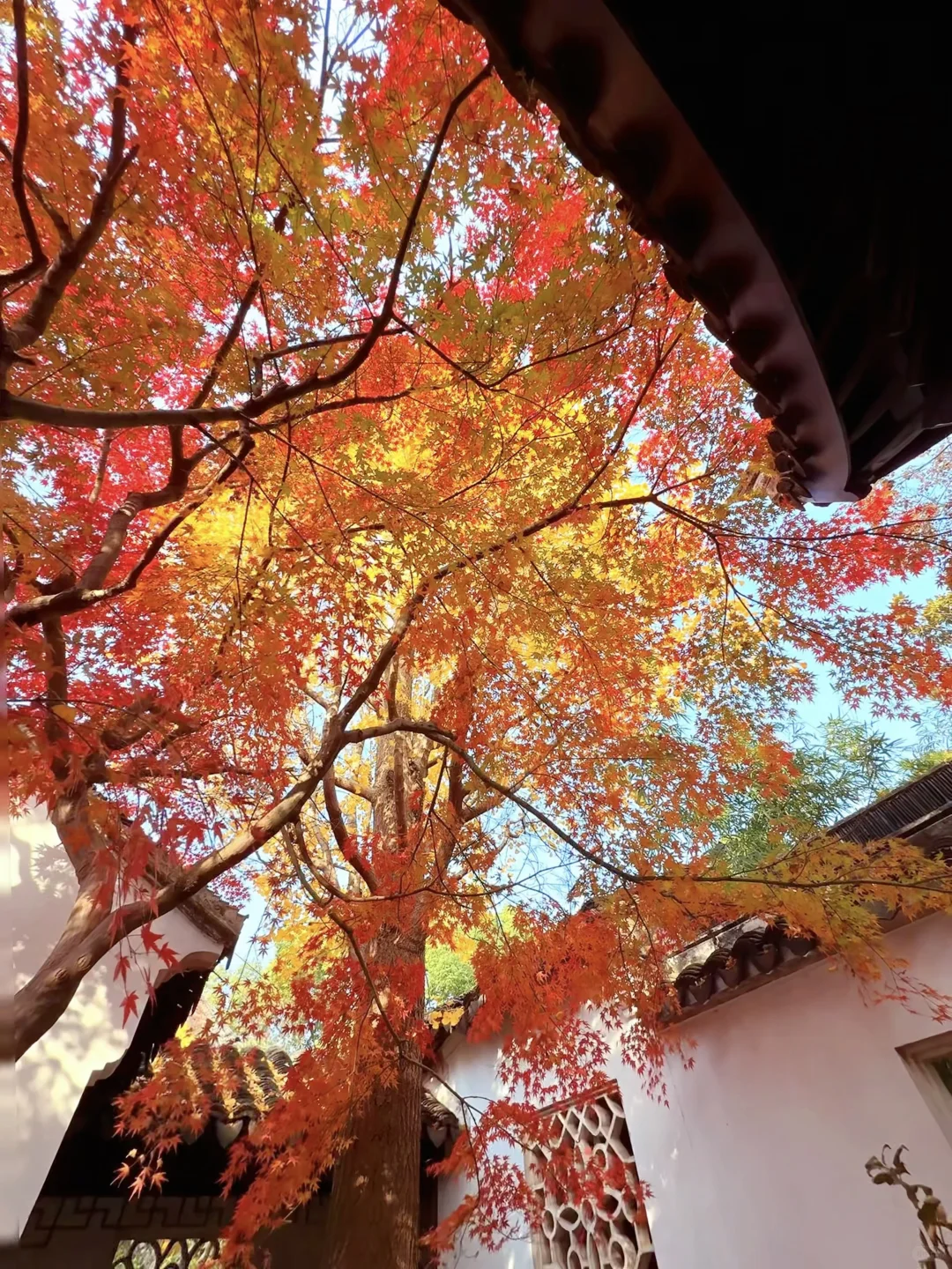 第一个发现苏州这个五彩秋景的人是个天才吧