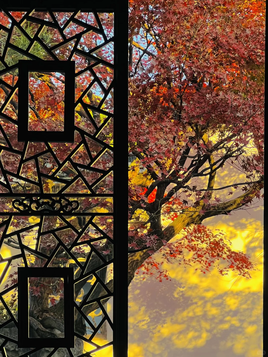 苏州的秋天即将封神 ！！！