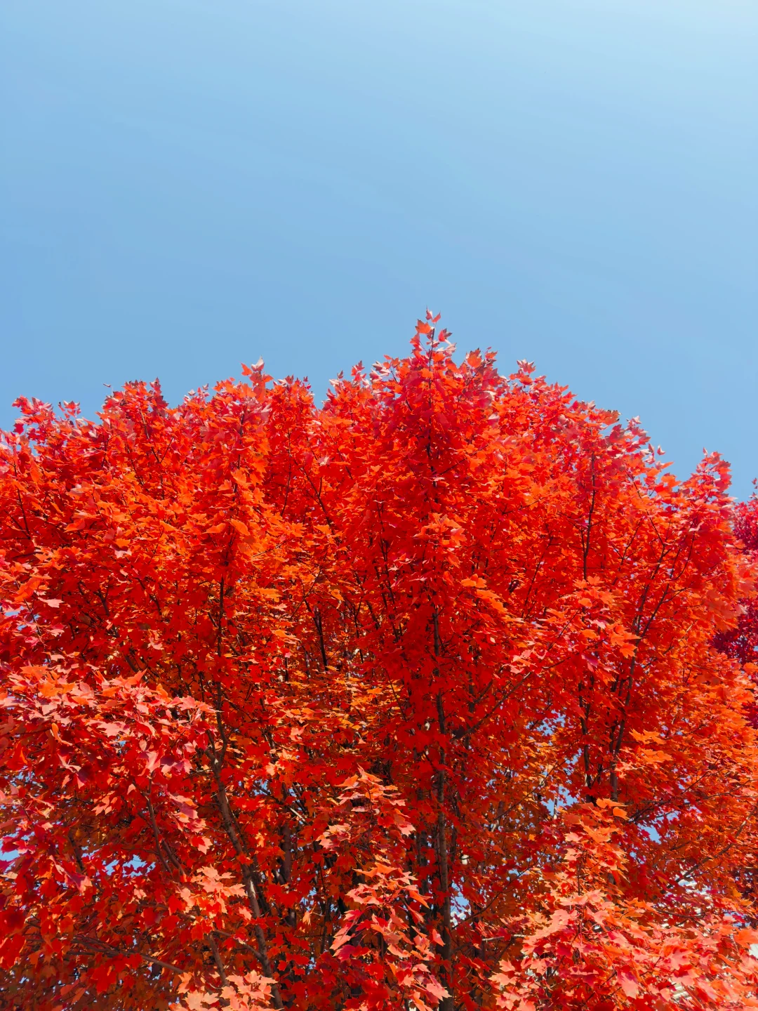 苏州大学独墅湖校区枫叶🍁大道