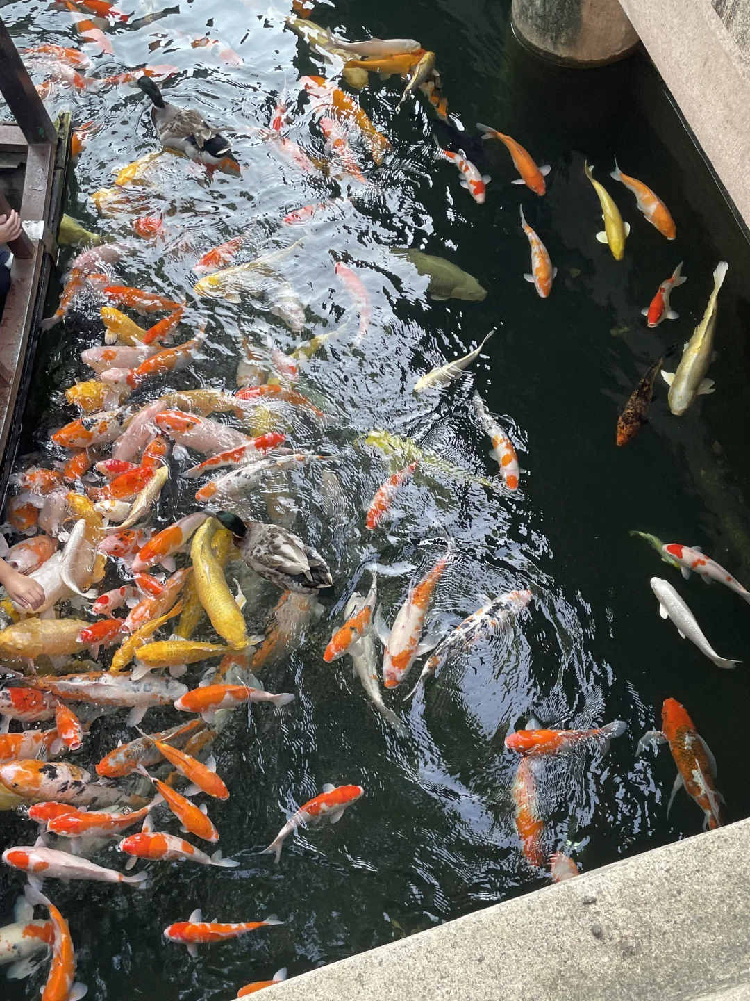 苏州，一砖一瓦一草一木