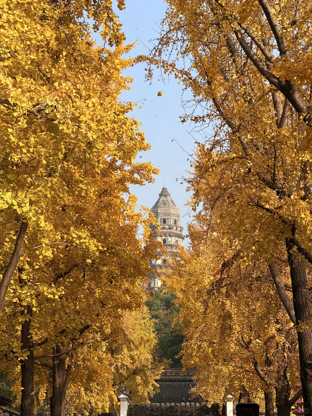 12.1日 苏州的秋天也接近尾声了