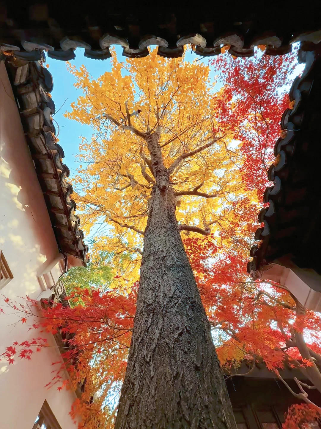 第一个发现苏州这个五彩秋景的人是个天才吧