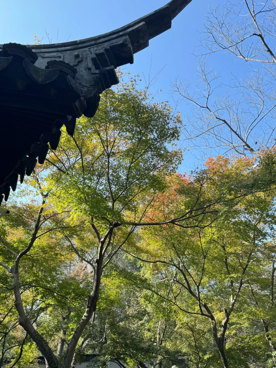 苏州的秋天鲨疯了！！😭