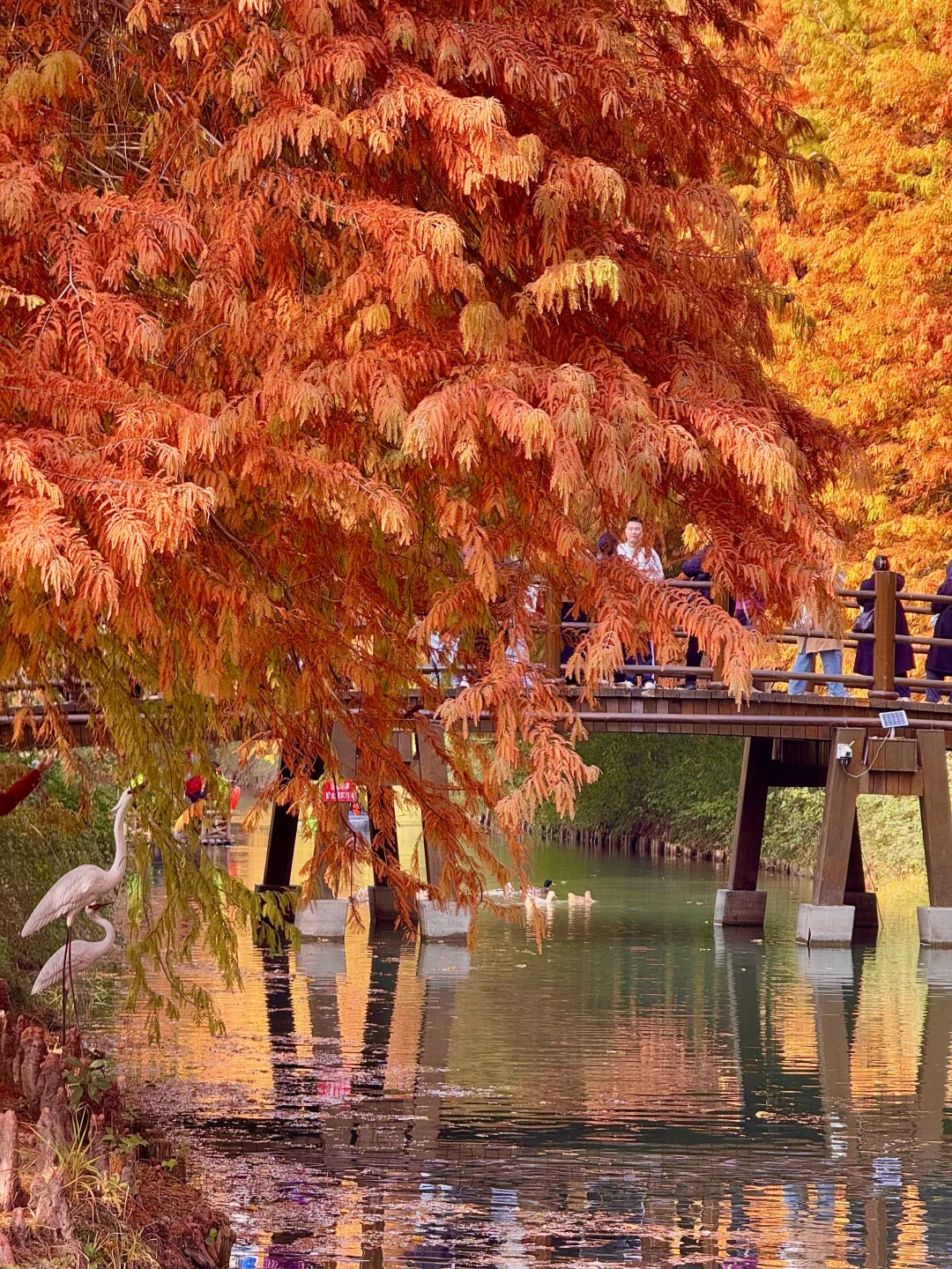 12.1实况！！！苏州的秋天🍂公园都美到失语…