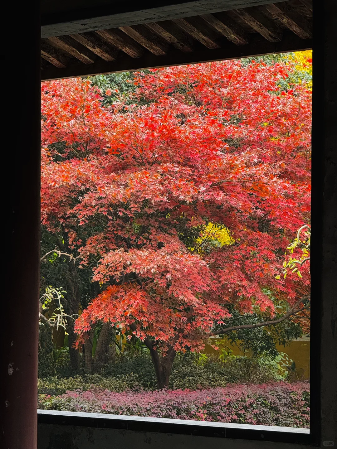 苏州的秋天即将封神 ！！！