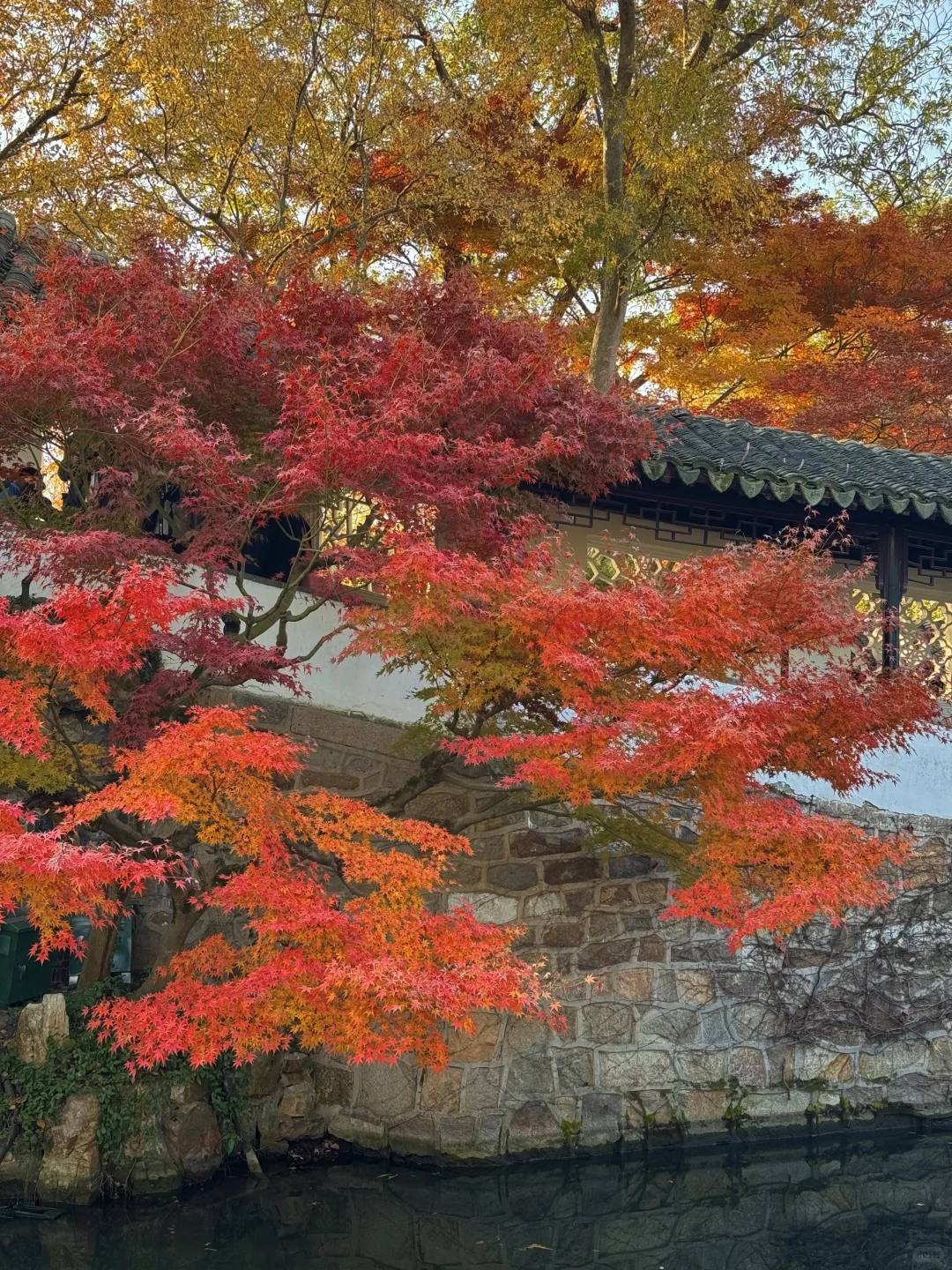 11.29live｜拙政园的秋色美疯了！！！！！🍁