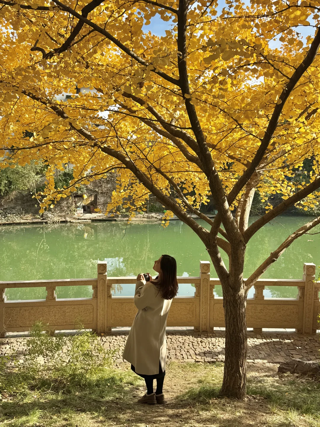 11.30实况｜虎丘秋景已经封神！！！！！🍁🍂