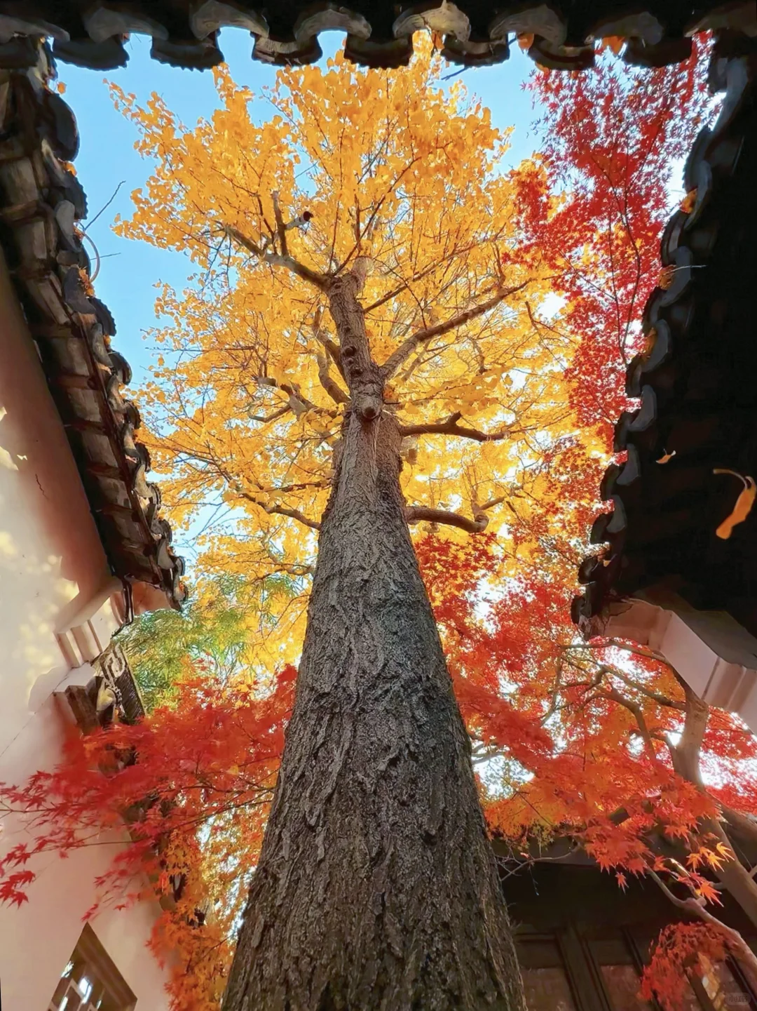 第一个发现苏州这个五彩秋景的人是个天才吧