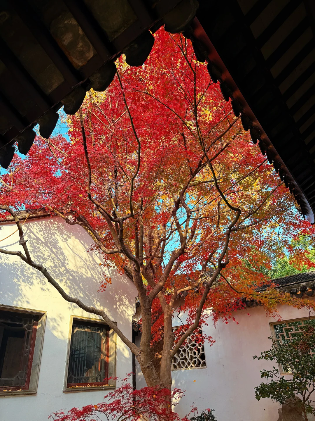 第一个发现苏州这个五彩秋景的人是个天才吧