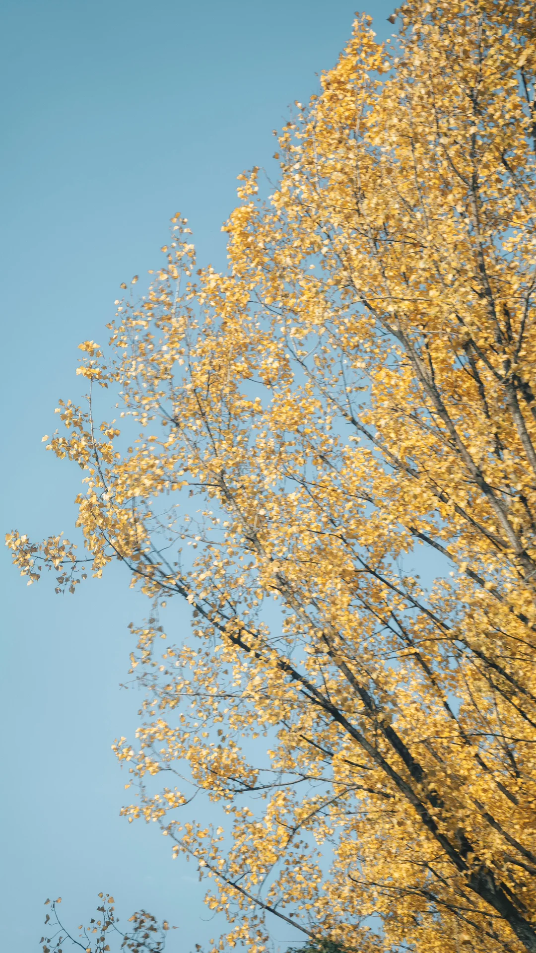 天平山，苏州色彩最丰富的秋天在这里