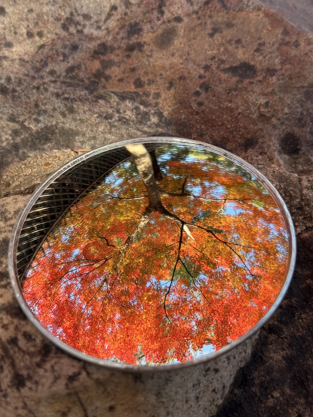 苏州最佳赏秋时间已到！！附拙政园超详细攻略