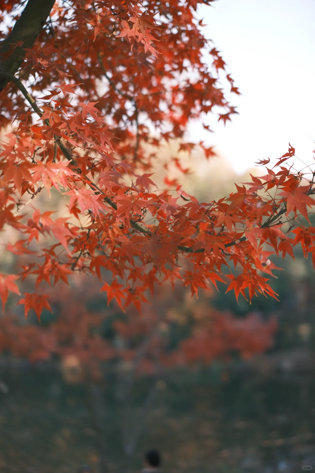 南京的秋天太絕絕子了