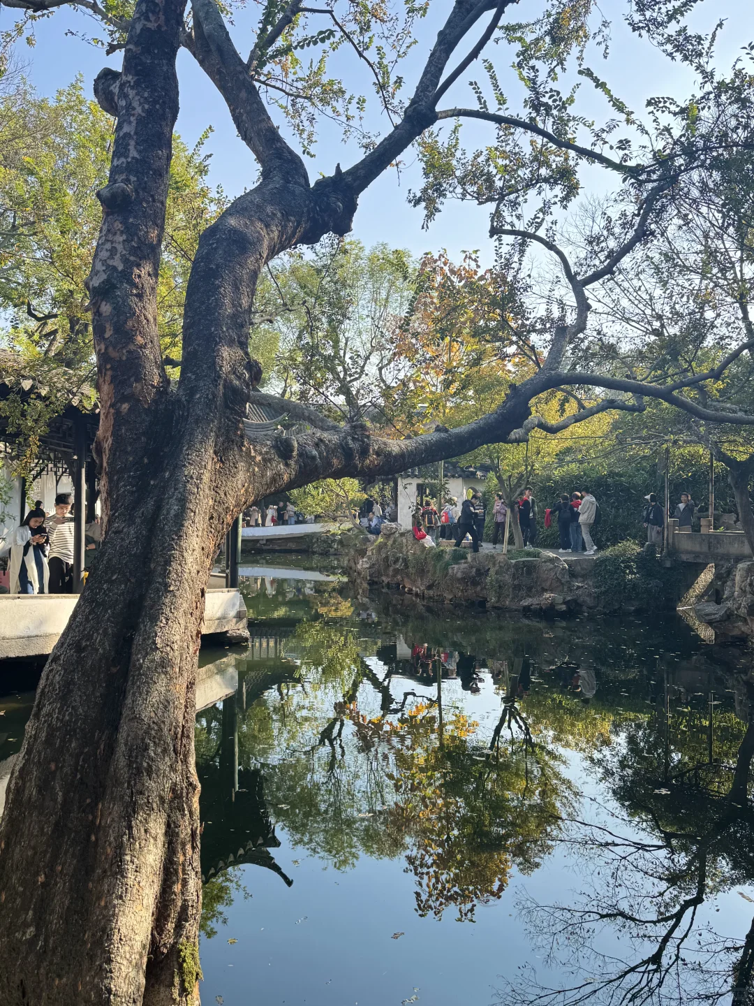 苏州的秋天鲨疯了！！😭