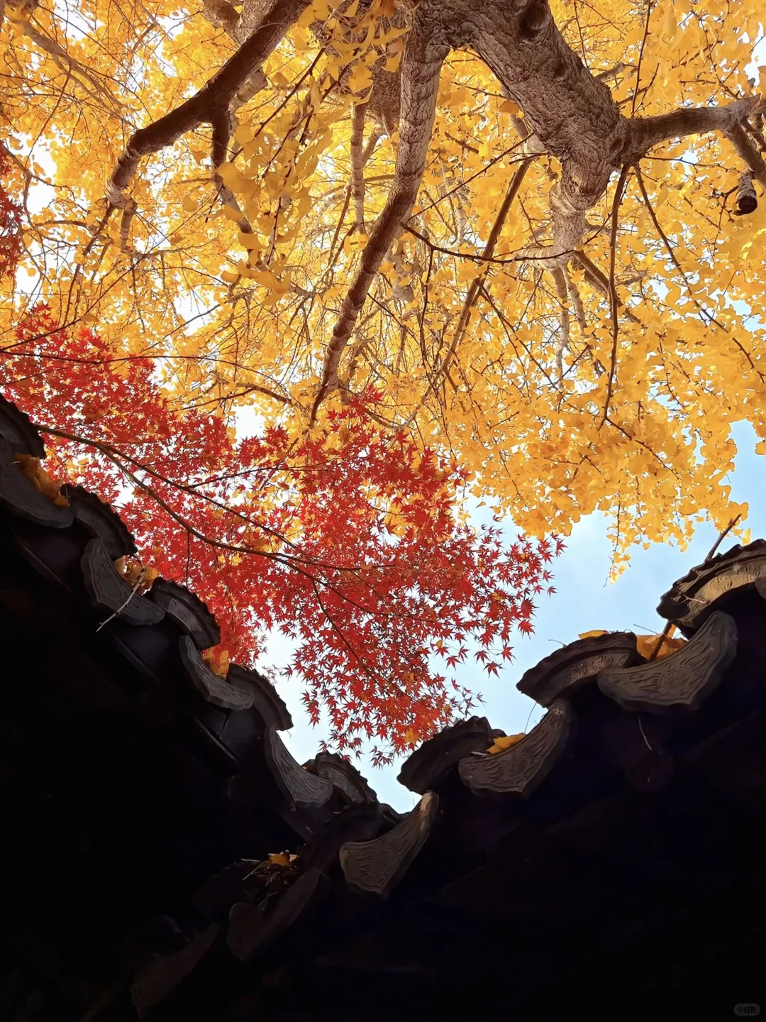 第一个发现苏州这个五彩秋景的人是个天才吧