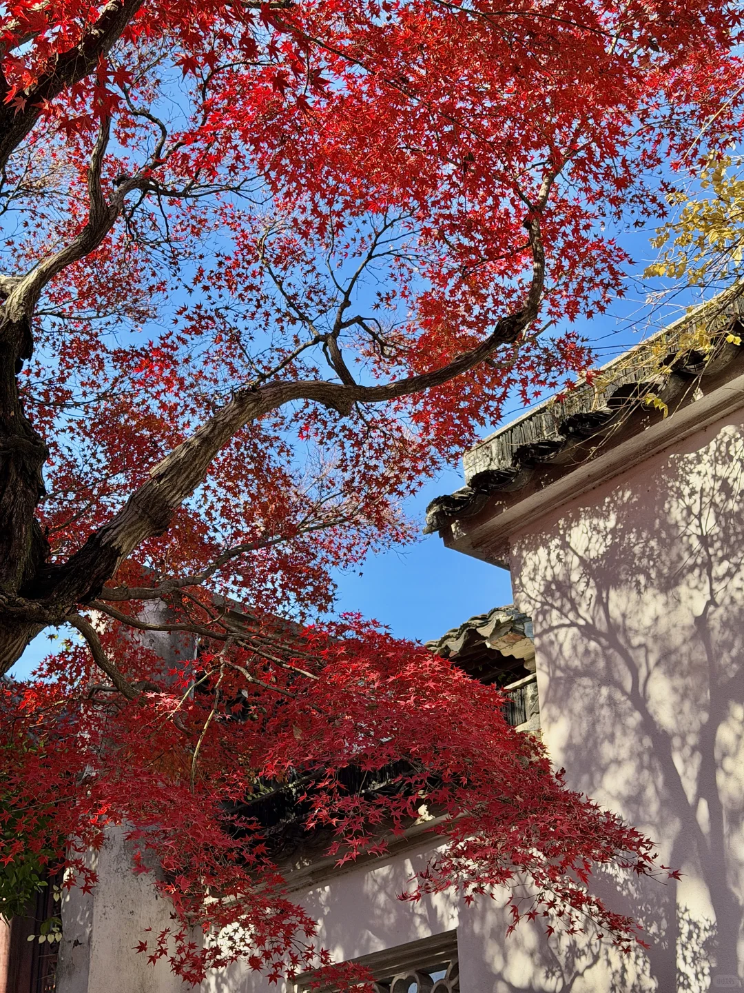 12.3苏州今天杀疯了！！！！！！！！！！！！！！