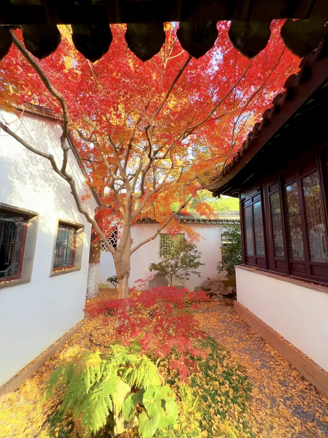 第一个发现苏州这个五彩秋景的人是个天才吧