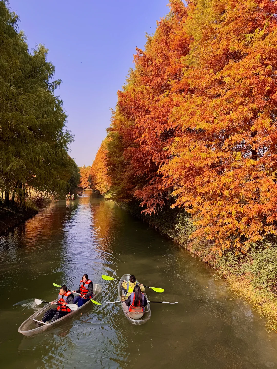 12.1实况！！！苏州的秋天🍂公园都美到失语…