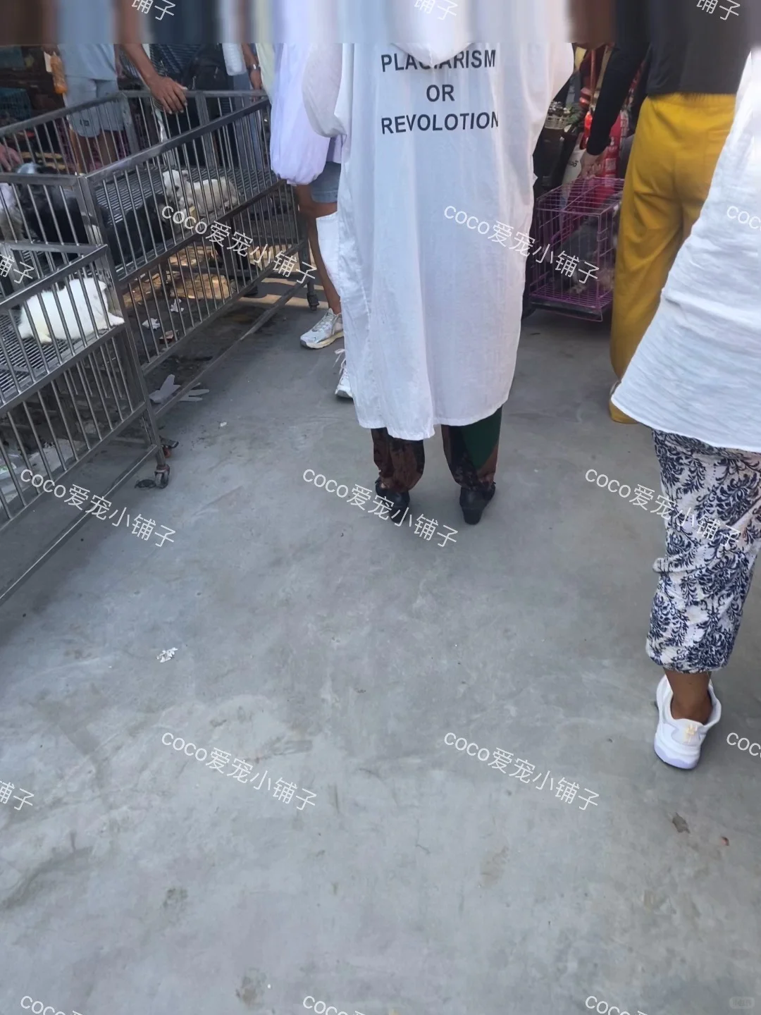 南京猫狗市场！快来看一看推荐🔥🔥🔥🔥🔥🔥