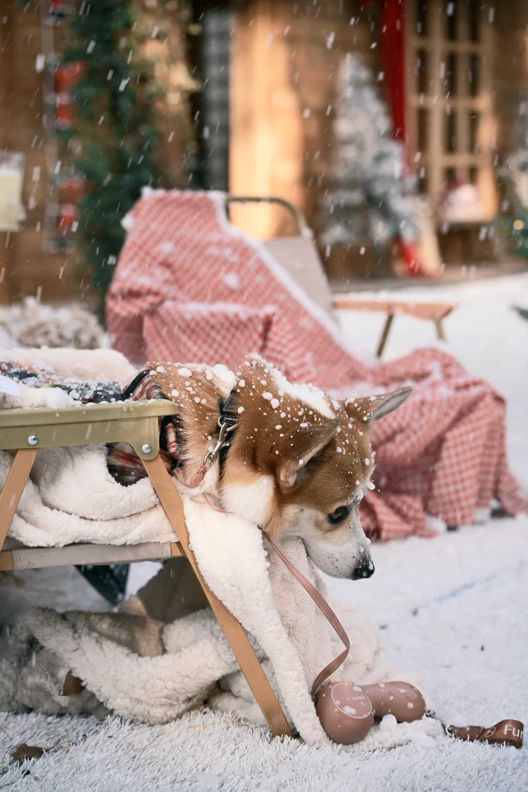 阳澄湖这里的飘雪，也太太太太太好拍了吧！！！