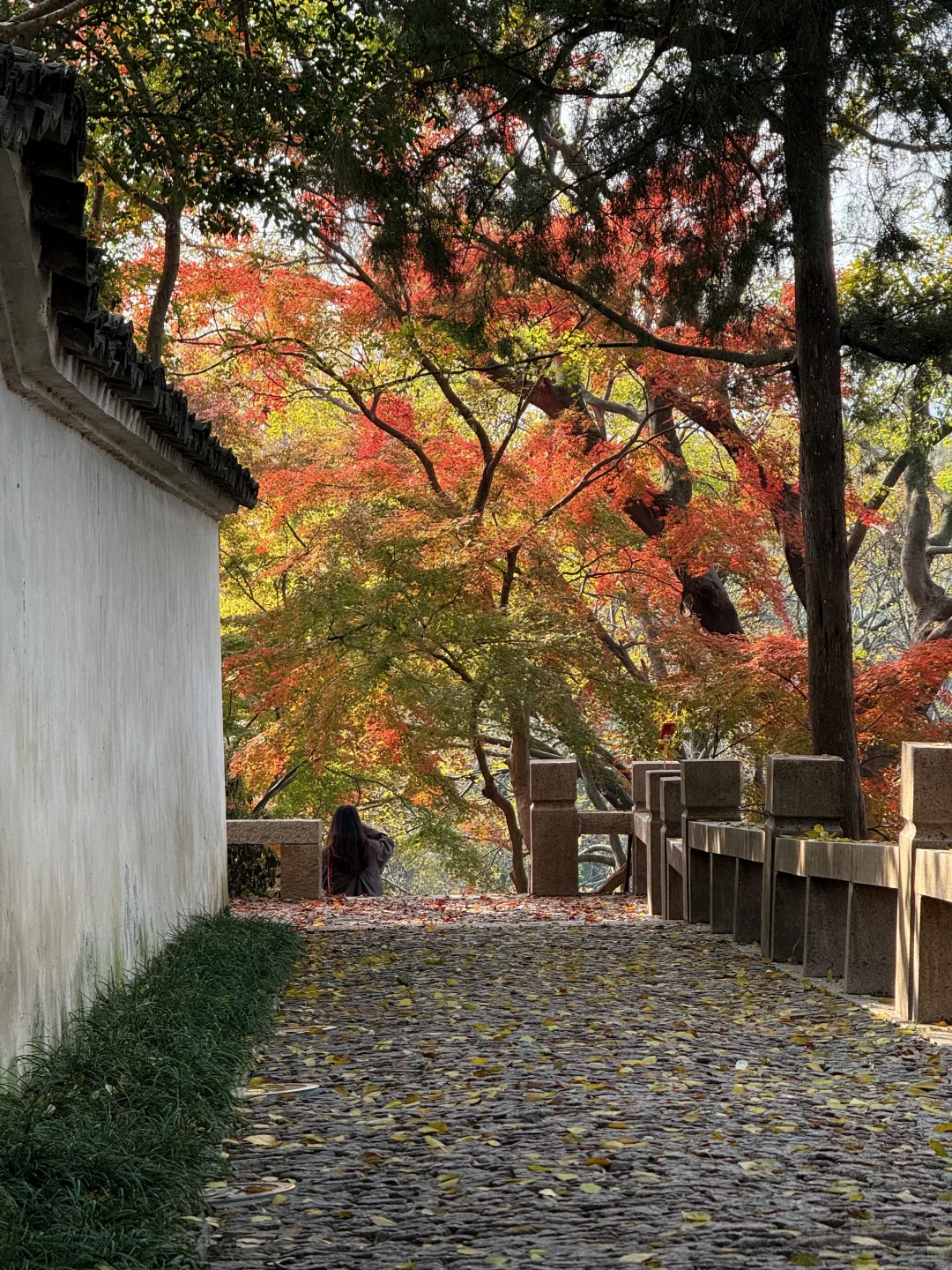 12.1日 苏州的秋天也接近尾声了