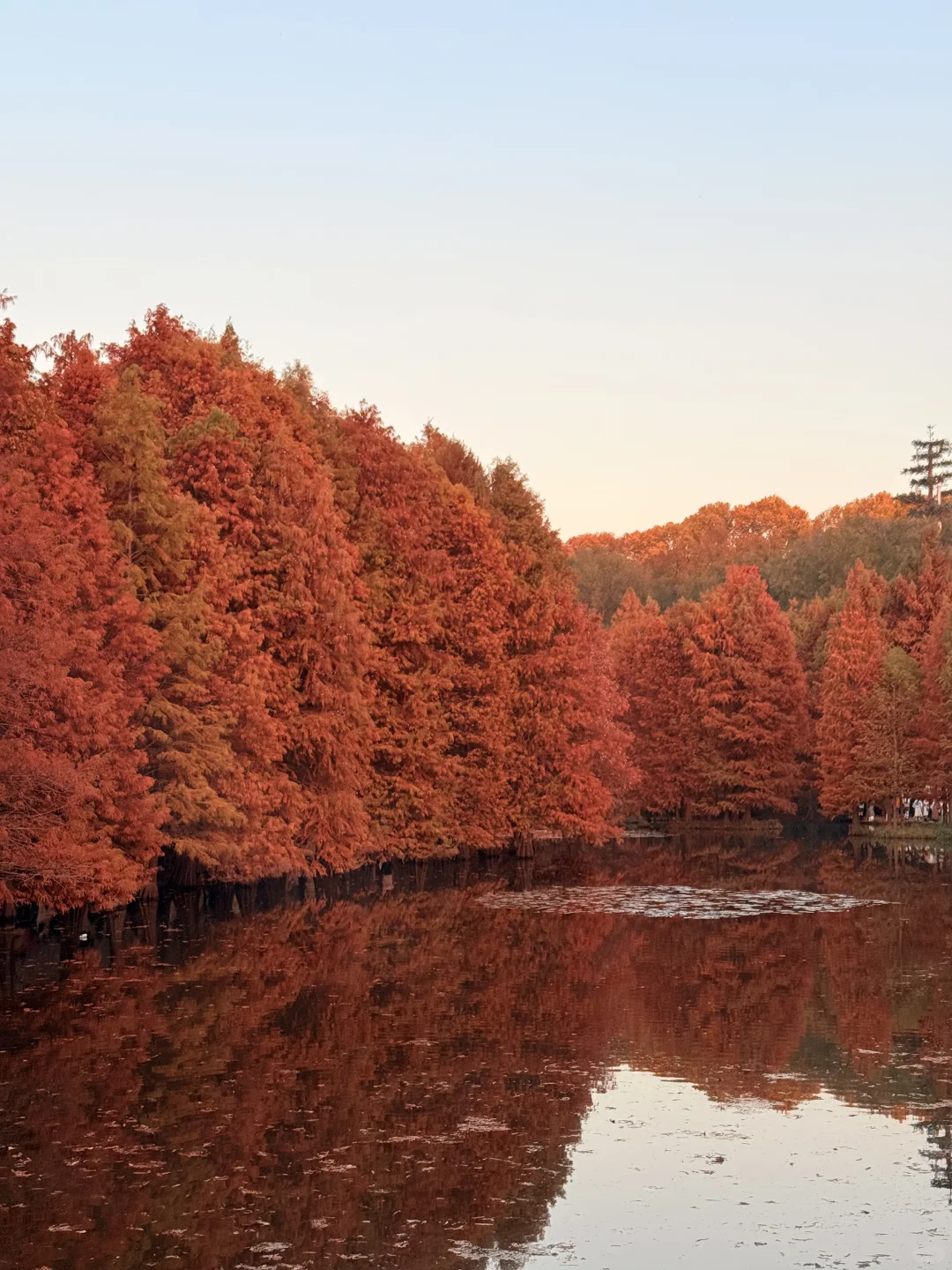 南京的秋天太絕絕子了