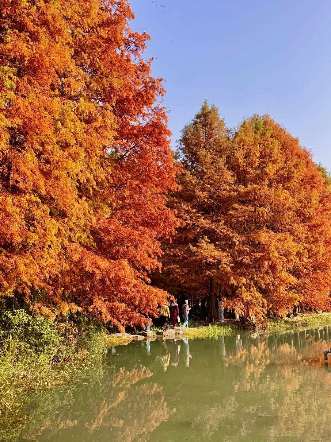 12.1实况！！！苏州的秋天🍂公园都美到失语…