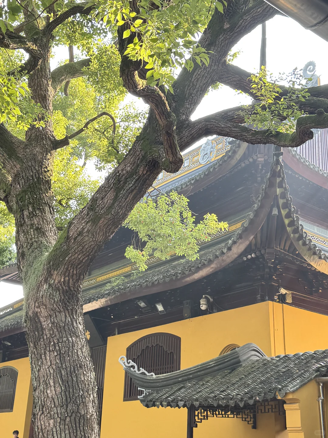 苏州的秋天鲨疯了！！😭